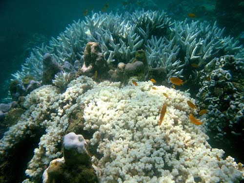 Exploring the Biodiversity of Thailands Resilient Coral Reefs