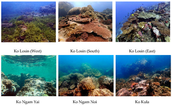 Exploring the Biodiversity of Thailands Resilient Coral Reefs