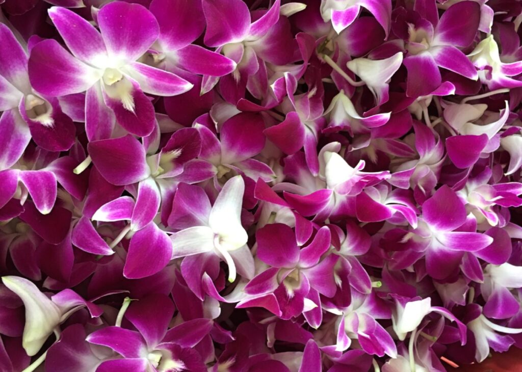Exploring the Stunning Orchids of Thailand