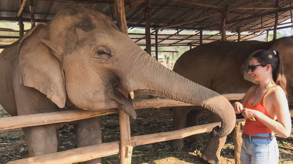 Discover the Wonder: The Incredible Elephant Sanctuary Experience in Thailand