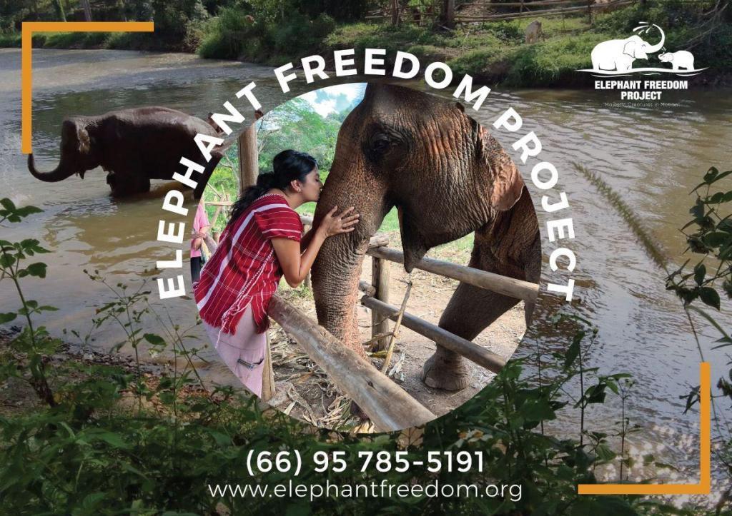 Discover the Wonder: The Incredible Elephant Sanctuary Experience in Thailand