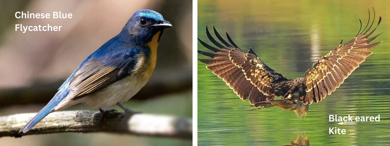 Discovering the Rich Birdlife in Thailand: A Haven for Birdwatchers