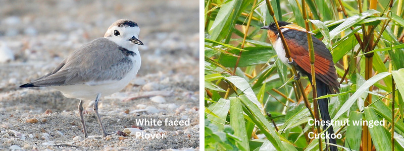 Discovering the Rich Birdlife in Thailand: A Haven for Birdwatchers