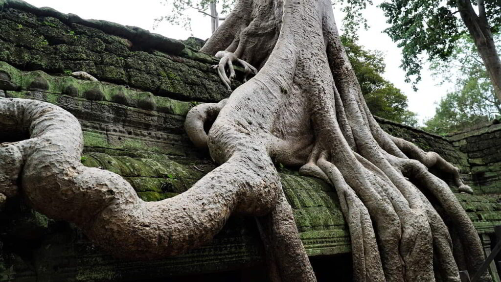 Exploring the Cultural Significance of Thailands Sacred Trees
