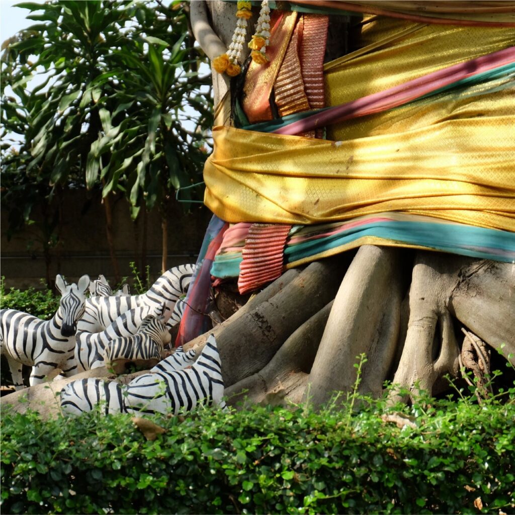 Exploring the Cultural Significance of Thailands Sacred Trees