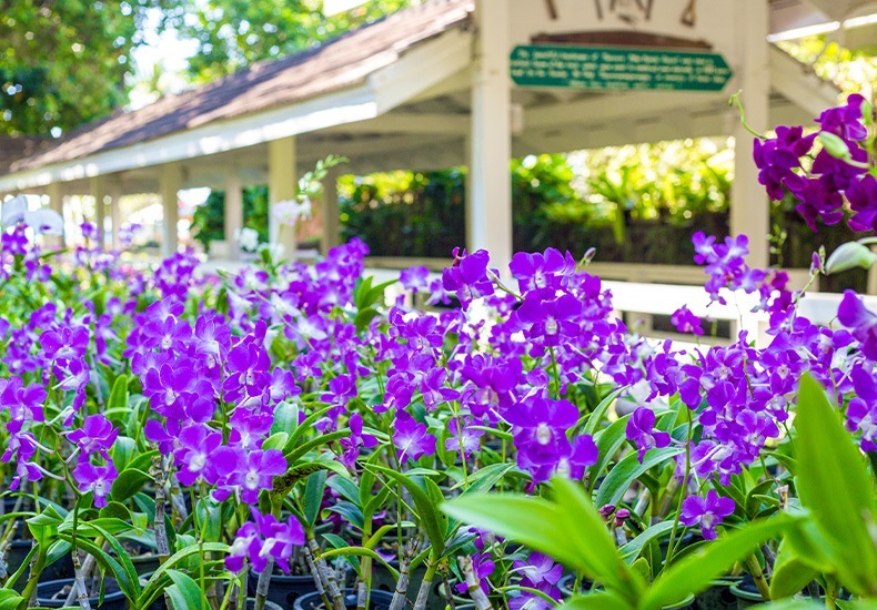 Exploring the Enchanting Orchid Gardens in Thailand