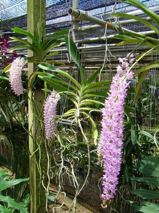 Exploring the Enchanting Orchid Gardens in Thailand