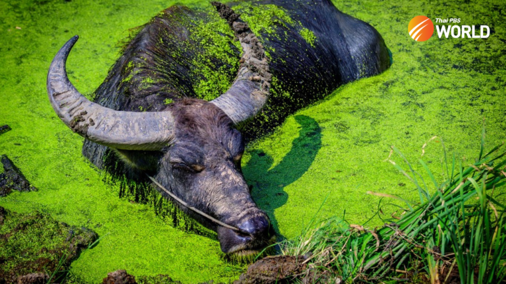 Thailands Majestic Water Buffalos: A Cultural Symbol