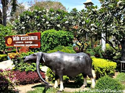 Thailands Majestic Water Buffalos: A Cultural Symbol