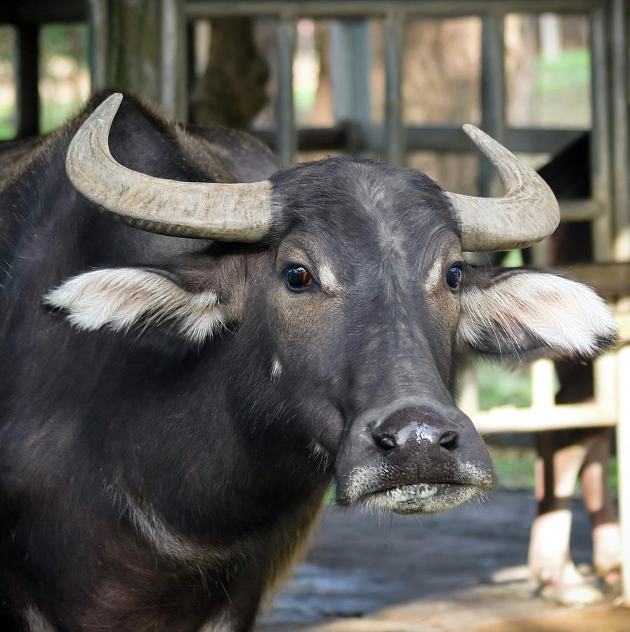 Thailands Majestic Water Buffalos: A Cultural Symbol