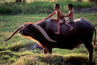 Thailands Majestic Water Buffalos: A Cultural Symbol