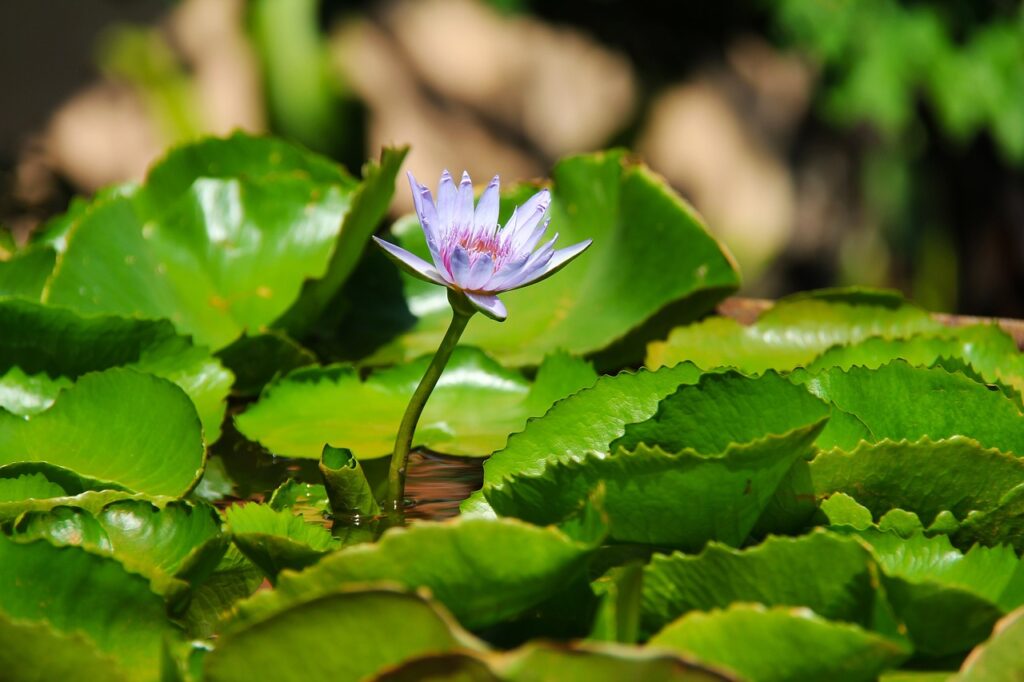 Centara Reserve Samui